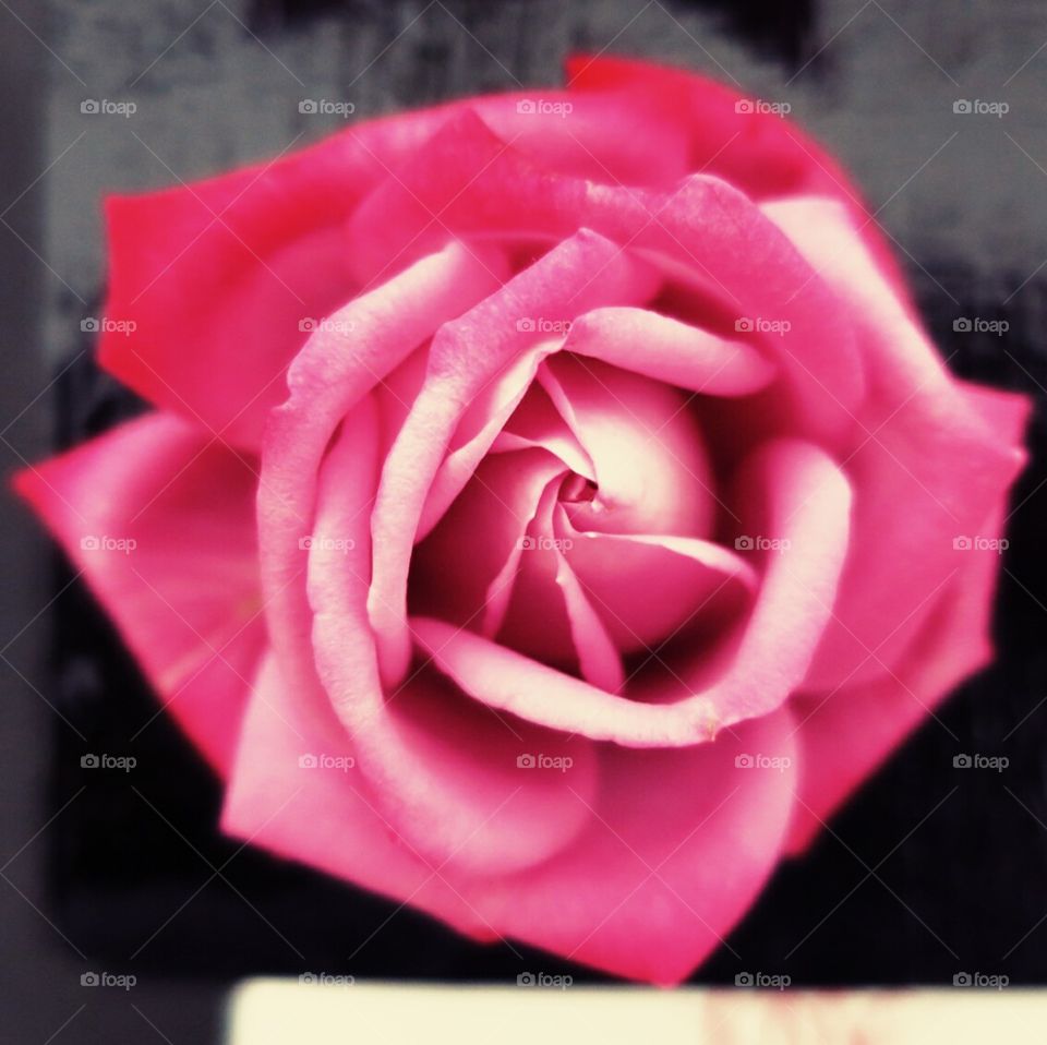 Rose. Harrogate Flower Show 2015