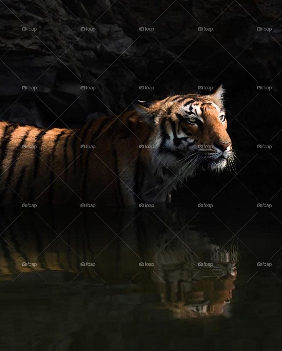 tiger