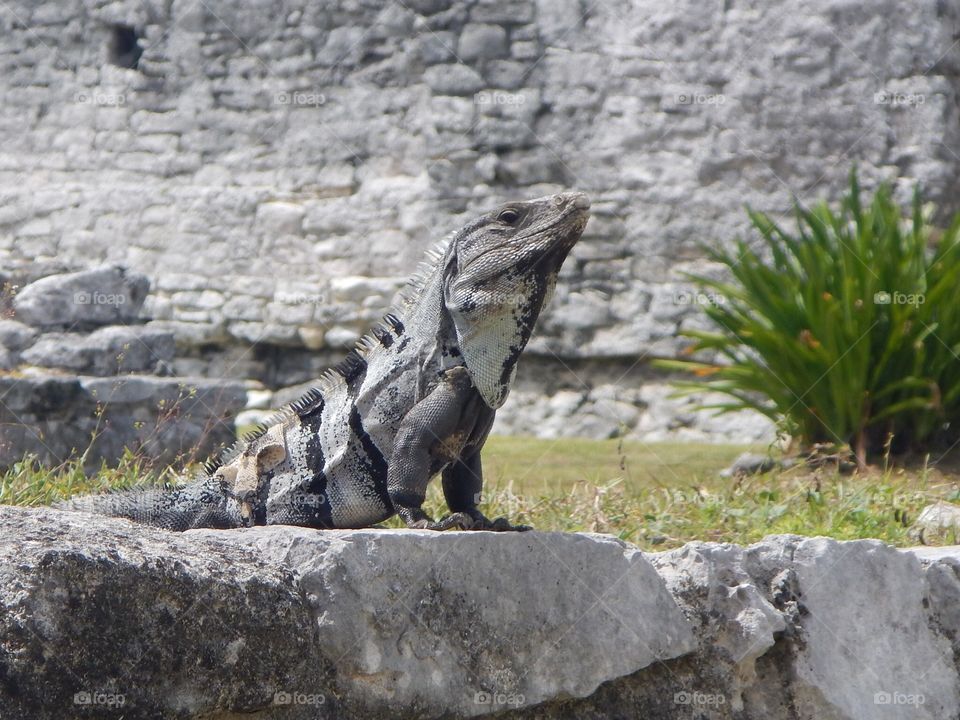 Iguana at Mayan ruins in Tulum, Mexico