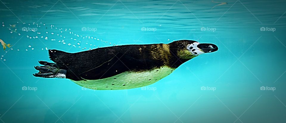 A Humboldt penguin swimming underwater.