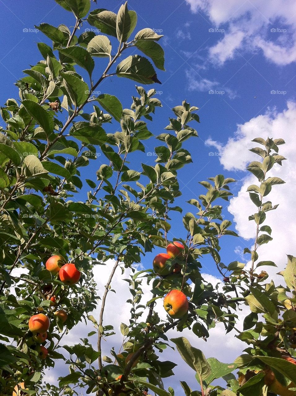 Apple trees with ripe fruits