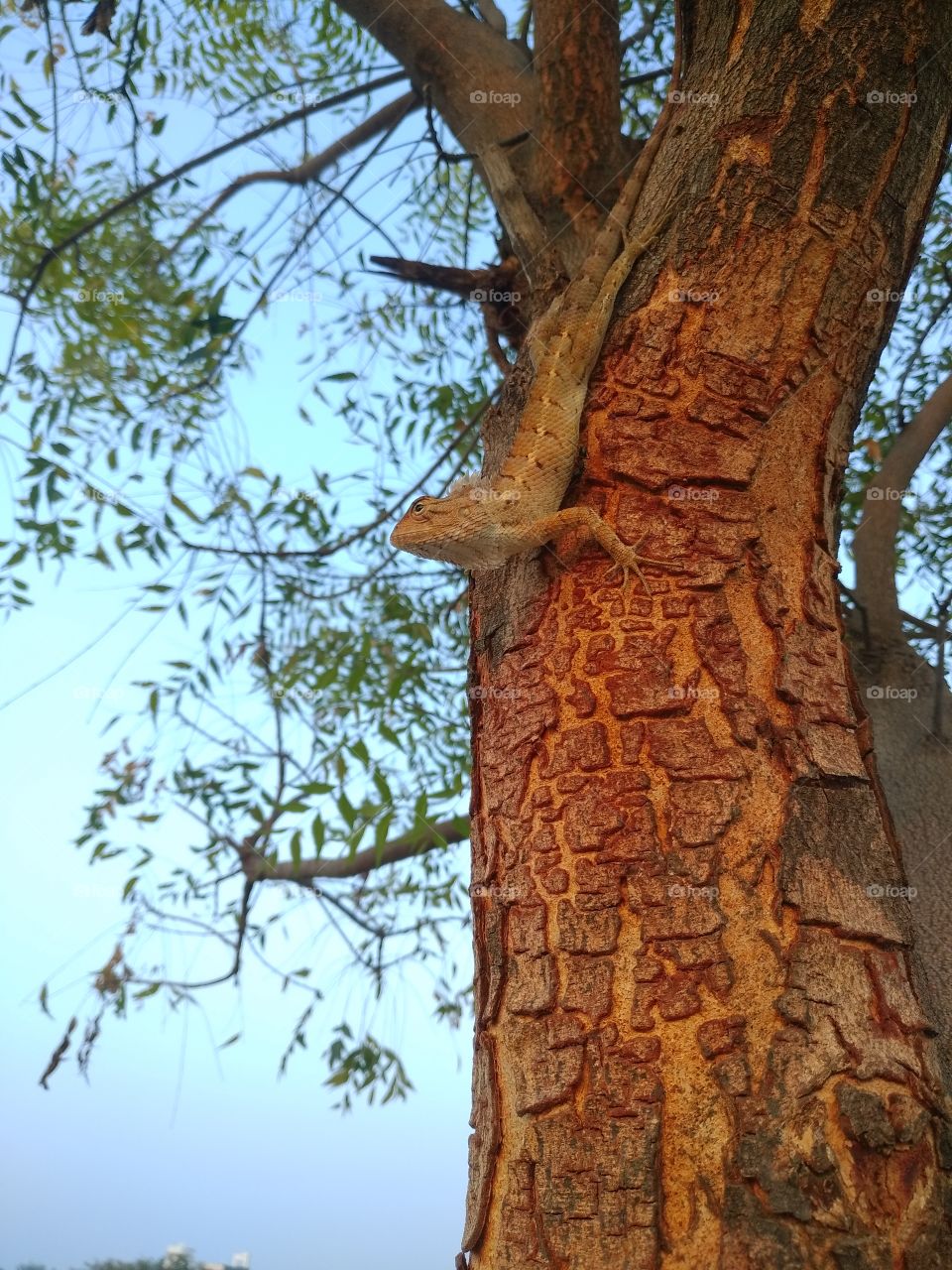 cameleon on tree with expression