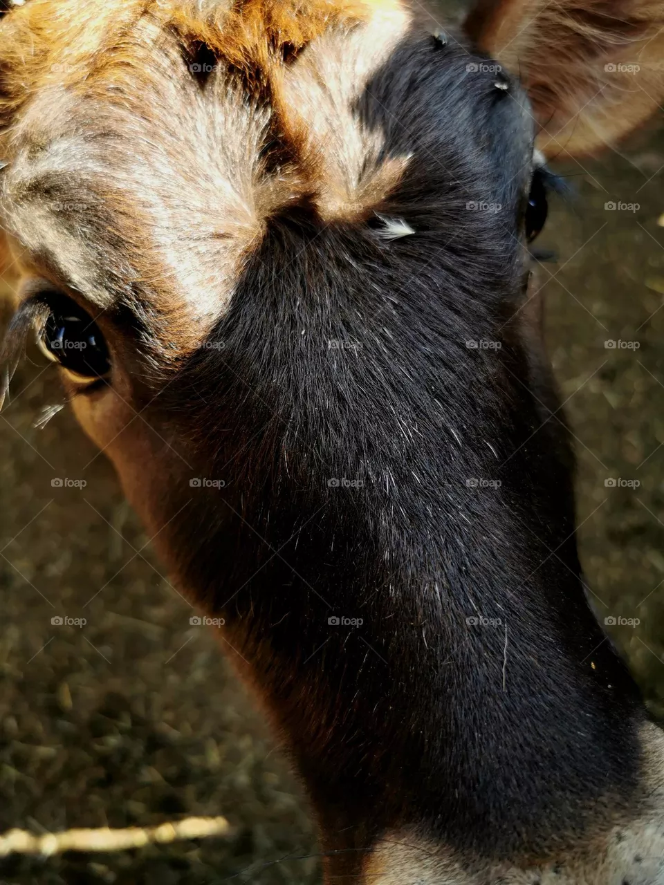 A calf