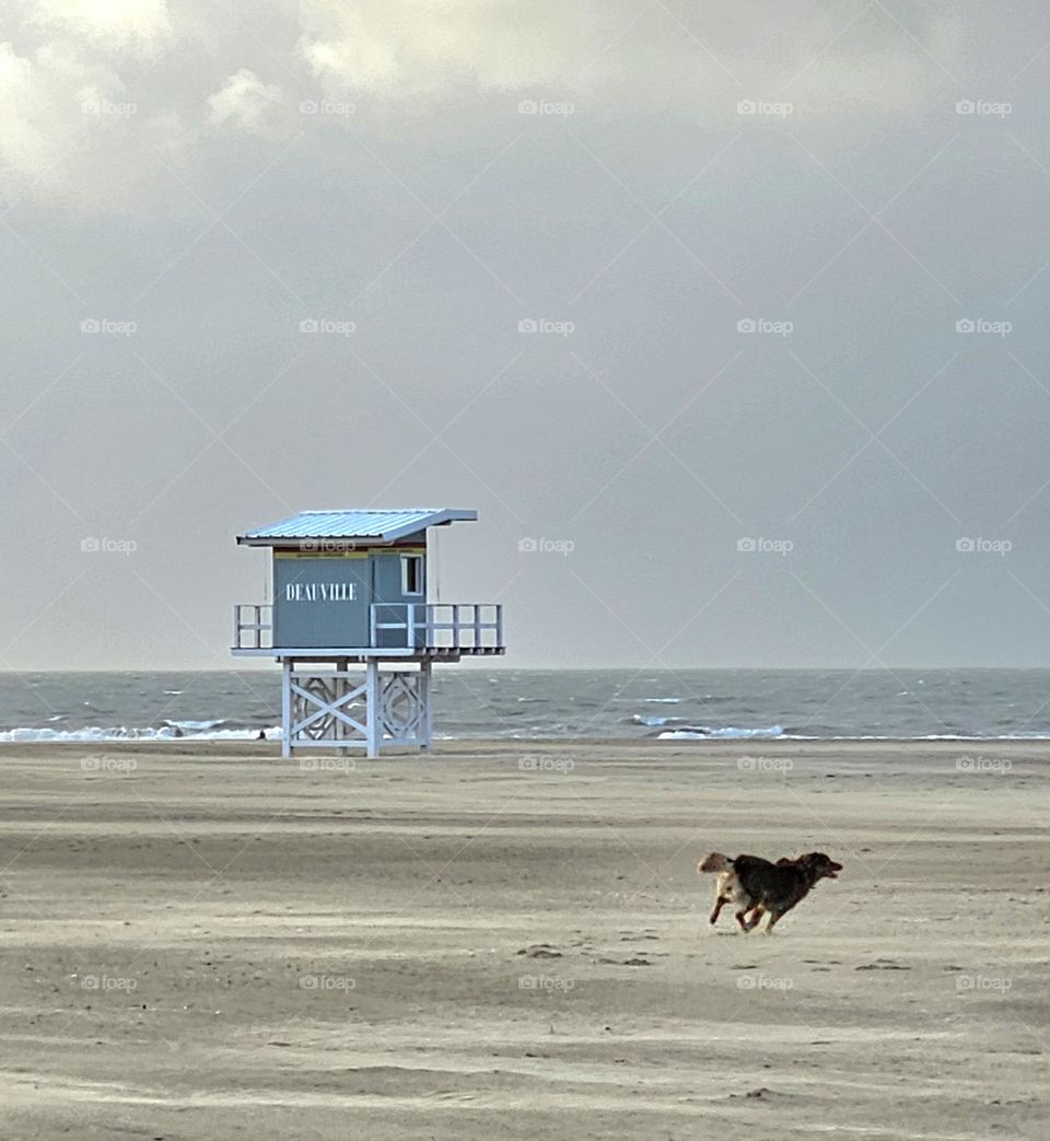 dog on the beach