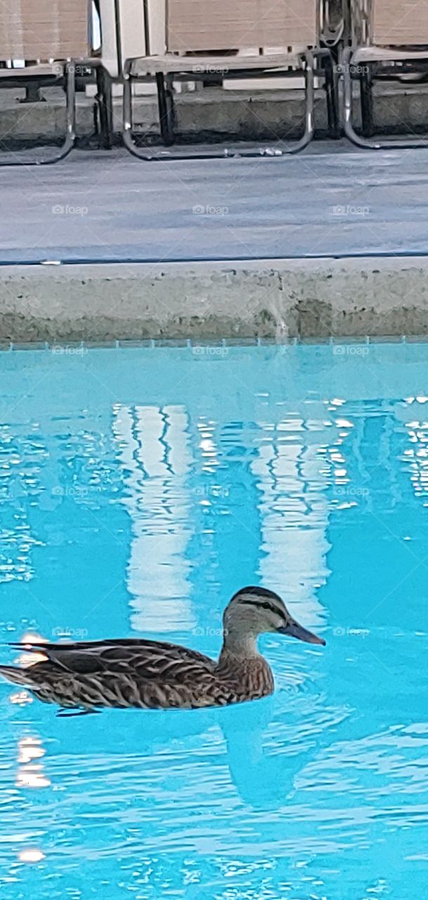Duck in the Pool!