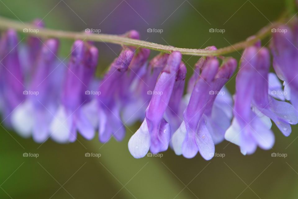 hairy vetch weed flowers