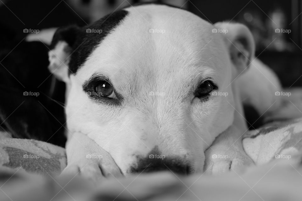 Staffie
