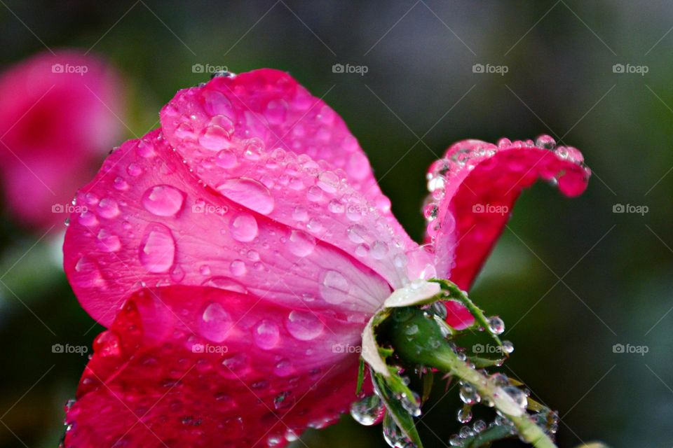 Liquids are cool - A morning rain deposits crystal raindrops that sparkle on the rose petals