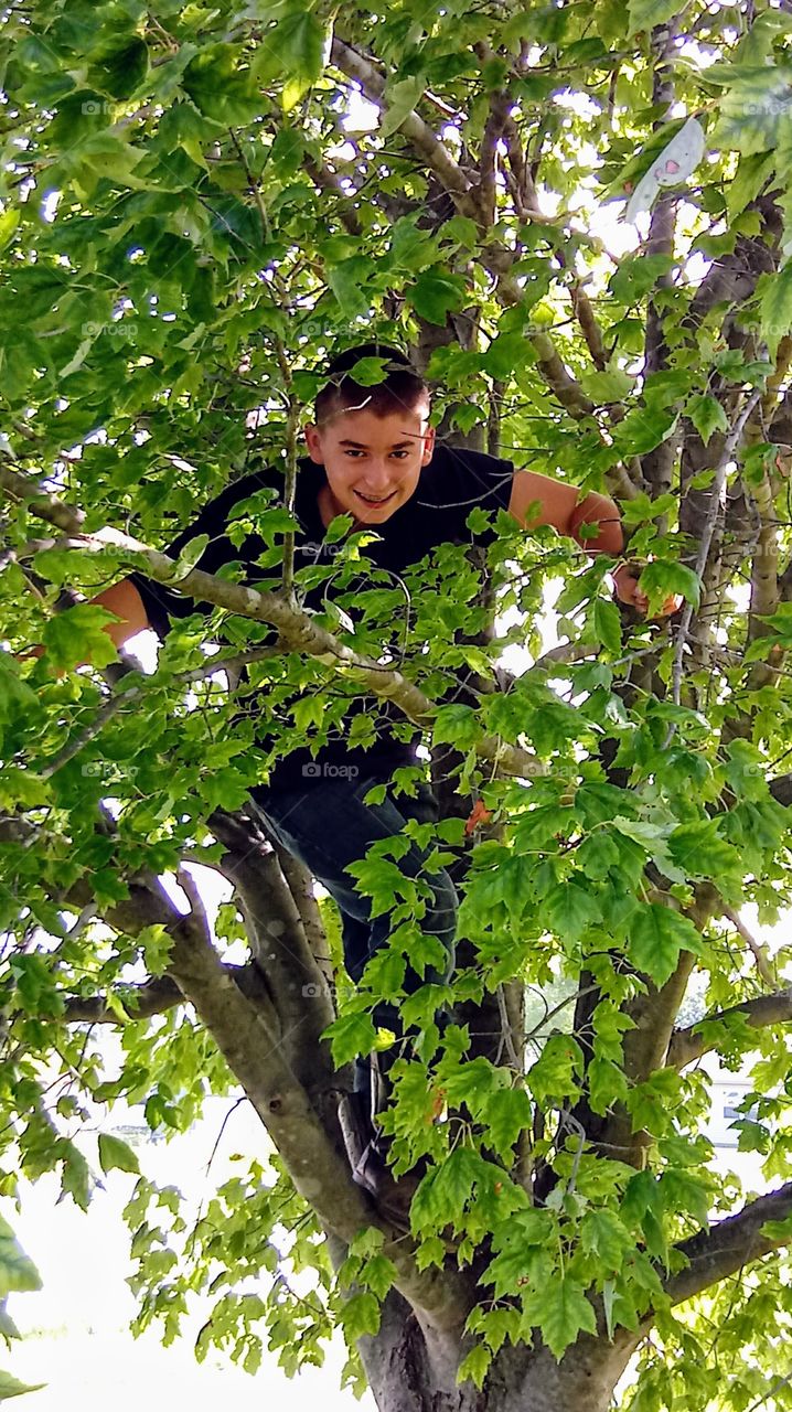 In the tree