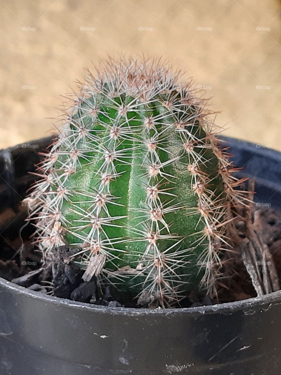 Mini-cactus 1