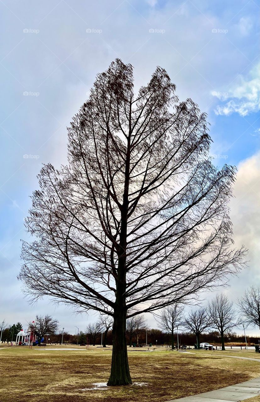 Naked tree