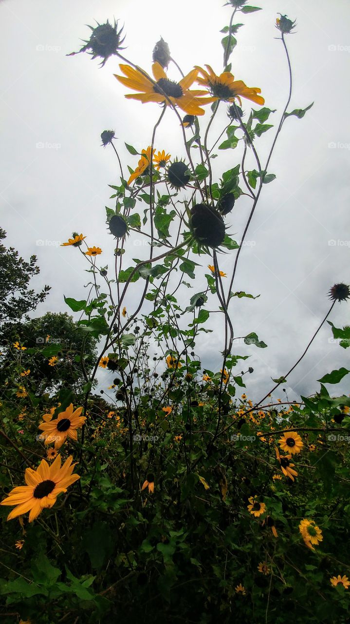 Black-eyed Susans or sunflowers?