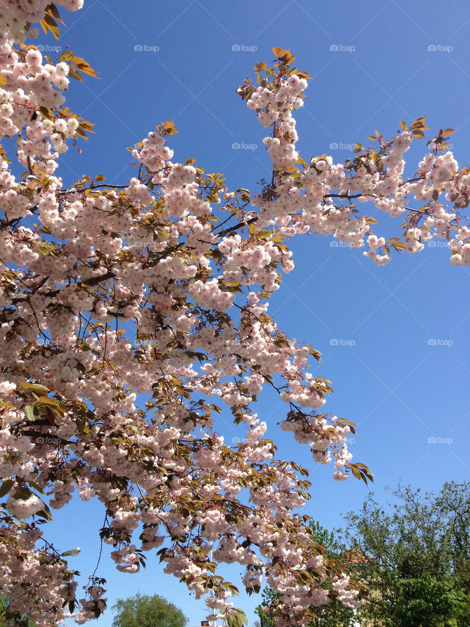 sky spring pink blue by nitha75