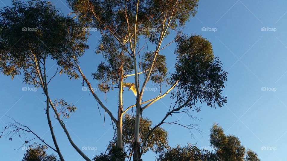 Cockatoo in gum tree