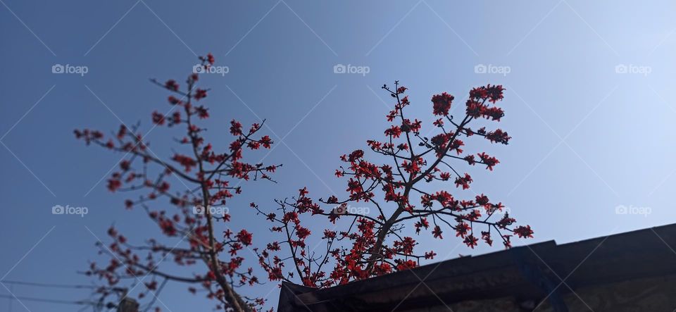 The sky with ornamental gulmohar