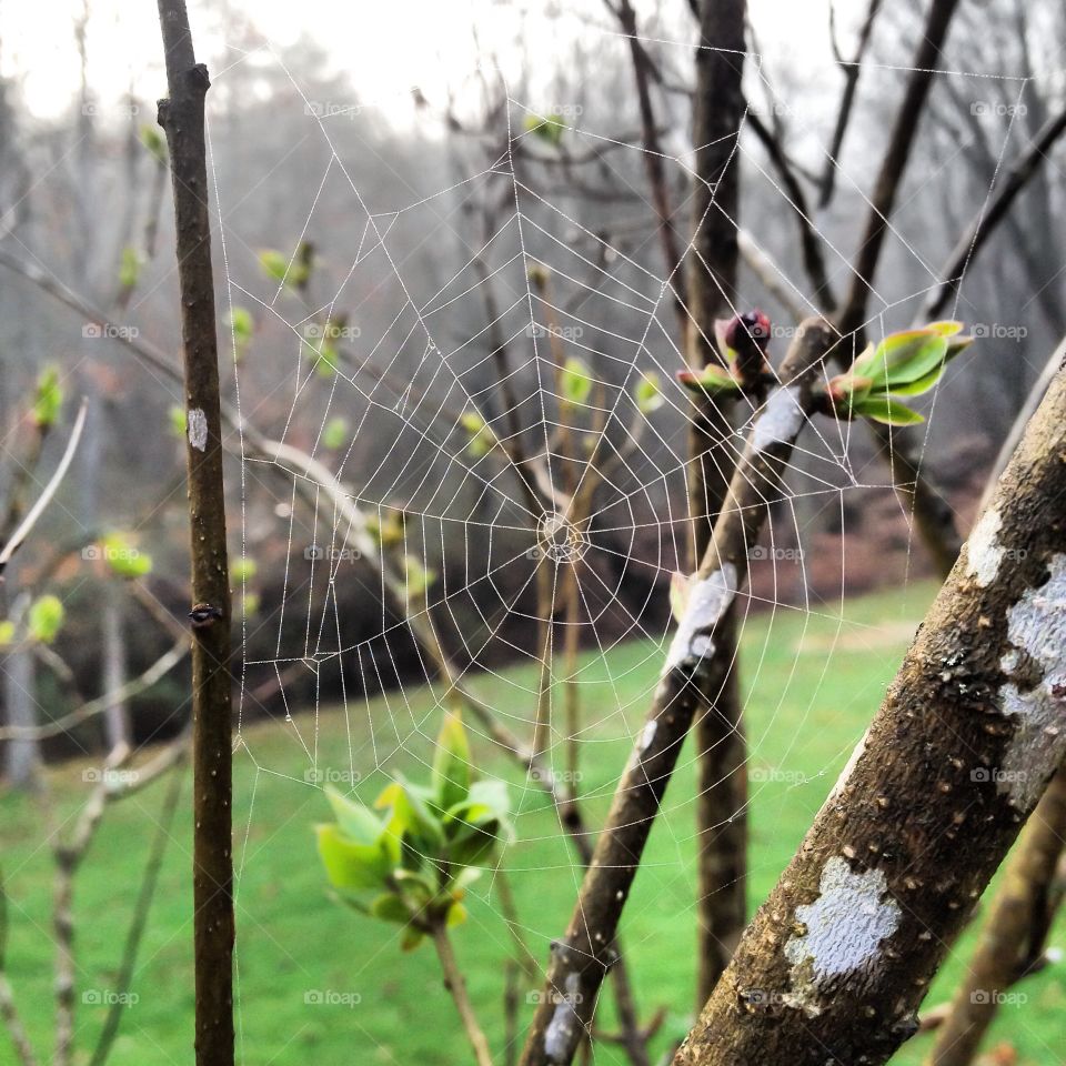 Spring. Spider web