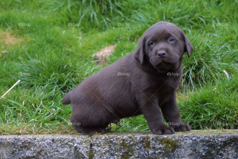 Chocolate Labrador Retriever