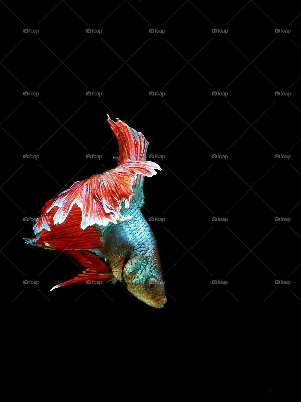 Beauty Pose..
Betta Fish