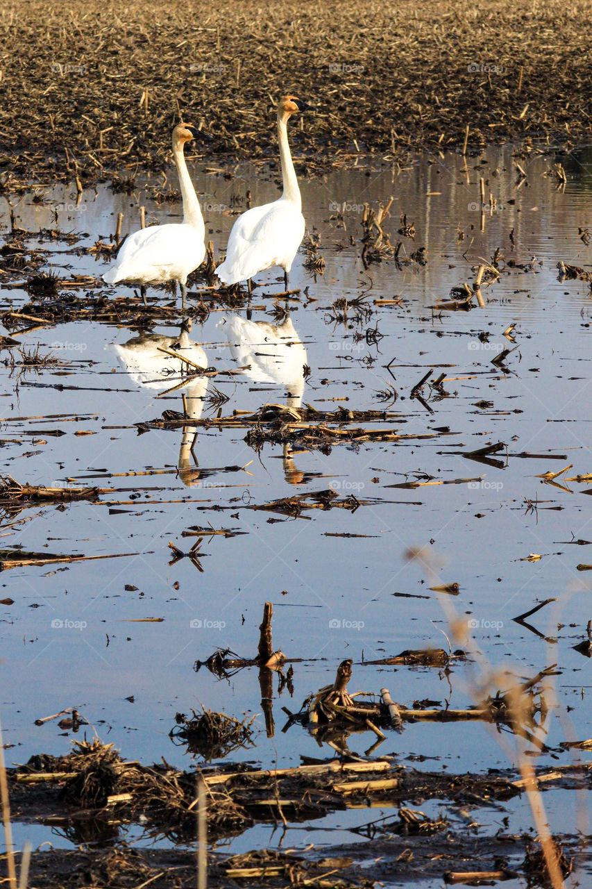 White swans standing together in a swampy farmers field