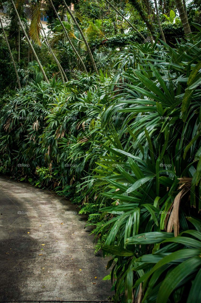 Tropical Pathway
