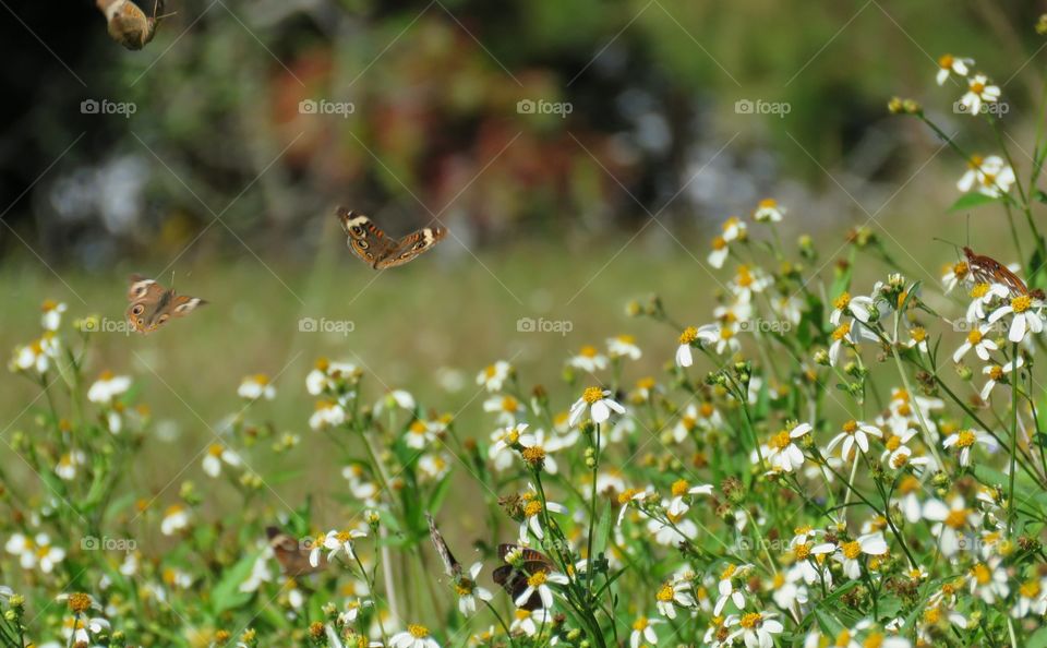 Field of butterflies