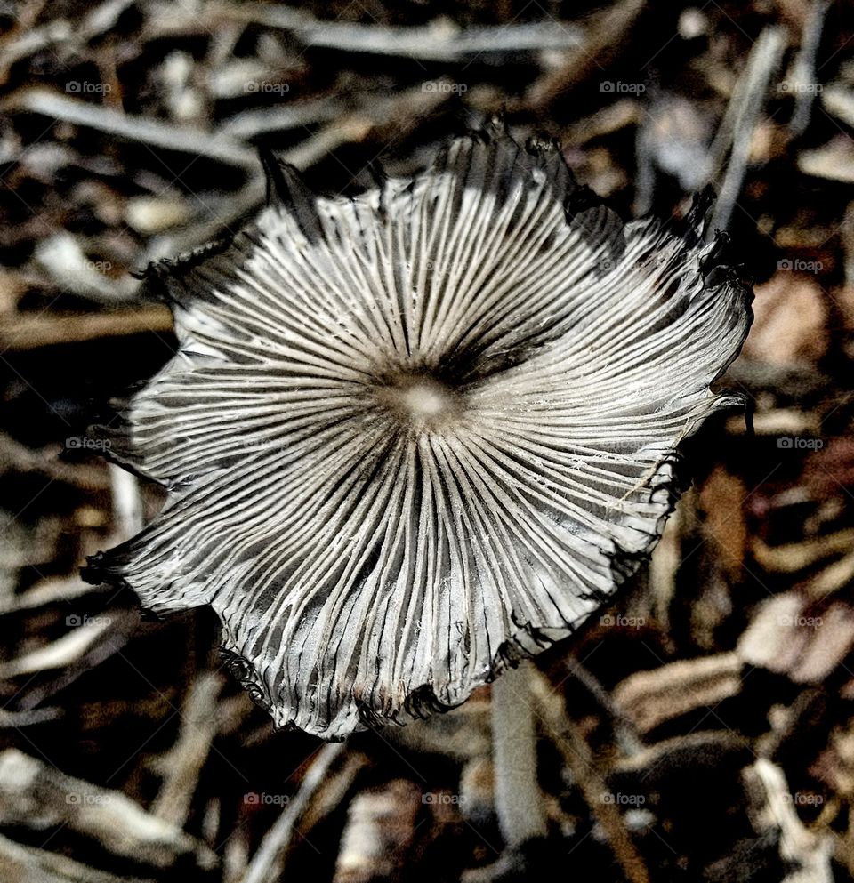 mushroom out on a nature hike in the of Roseville