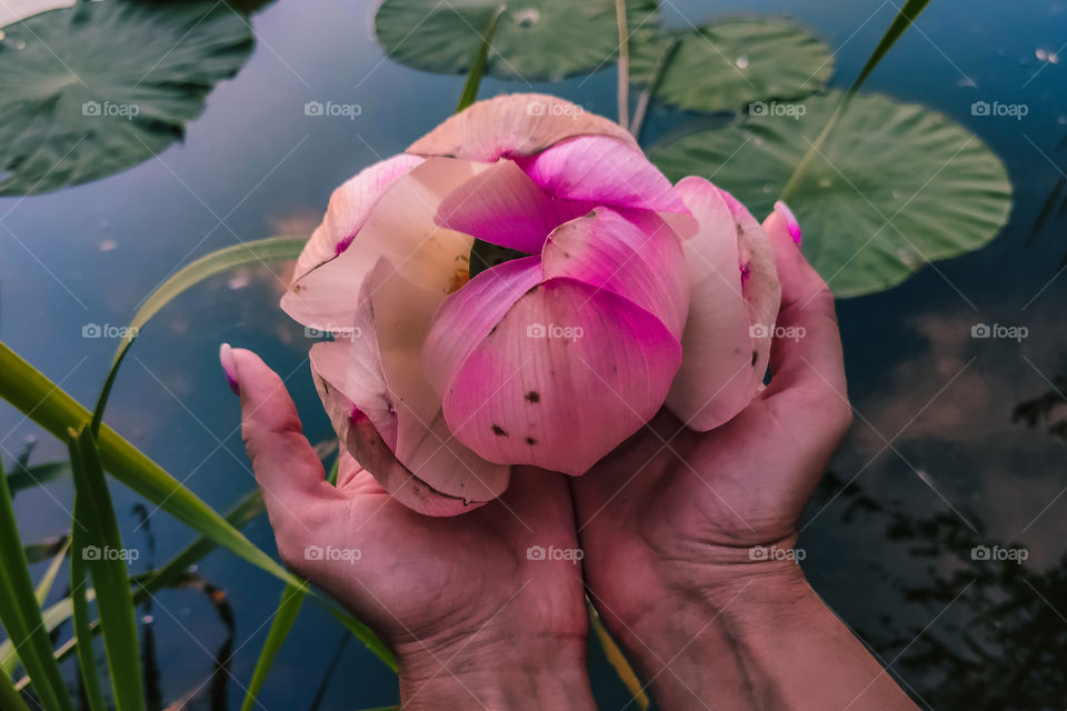 woman hands holding lotus flower
