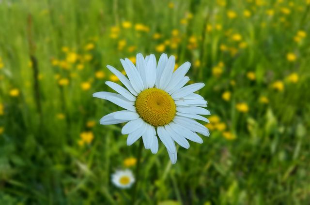 Bright flowers