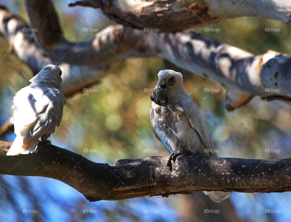 Little Corella eating in a tree