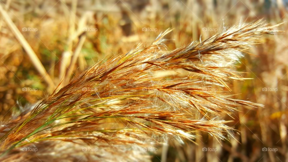 beautiful autumn day with fields of gold