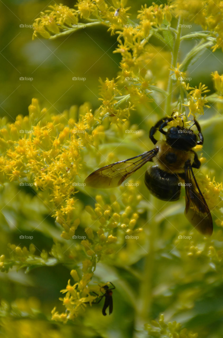 Bee's are an important part of our environment! They pollinate and feed on wild plants which becomes part of their life cycle! They struggle to survive in our environment because of direct and over use of chemicals! "Bee Aware"!