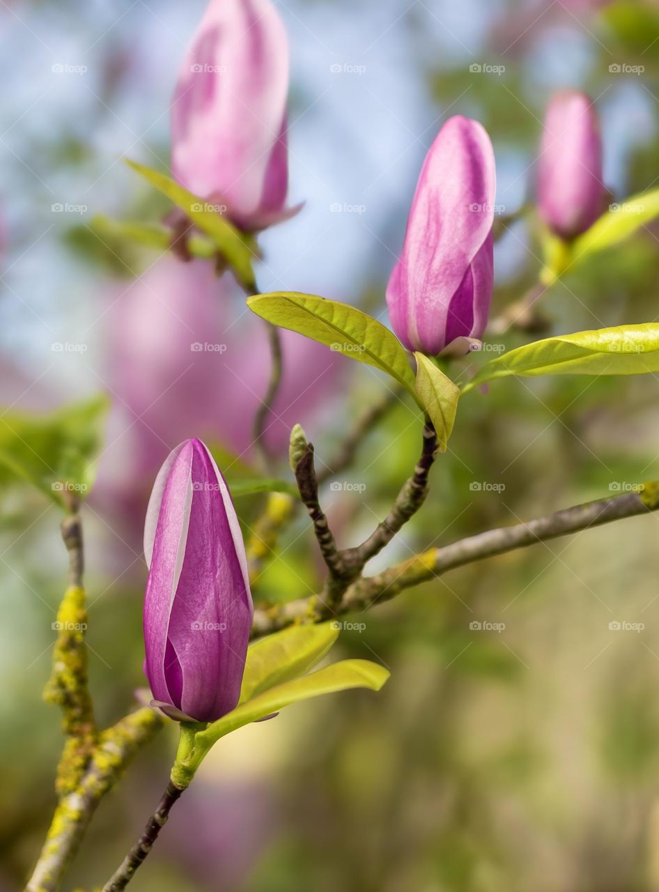 Purple Magnolia