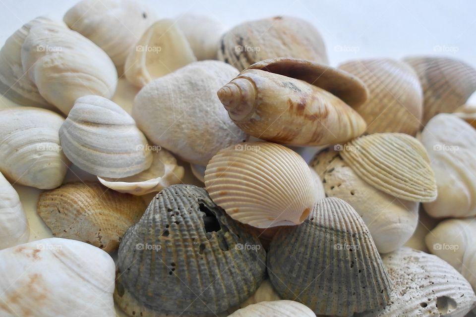 Seashells 