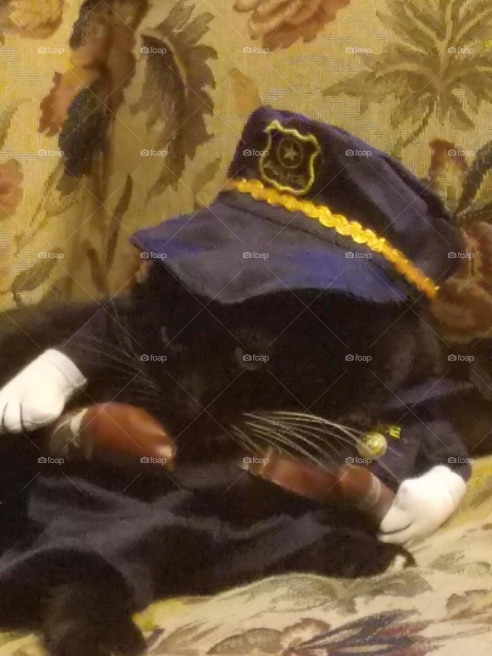 cat police officer