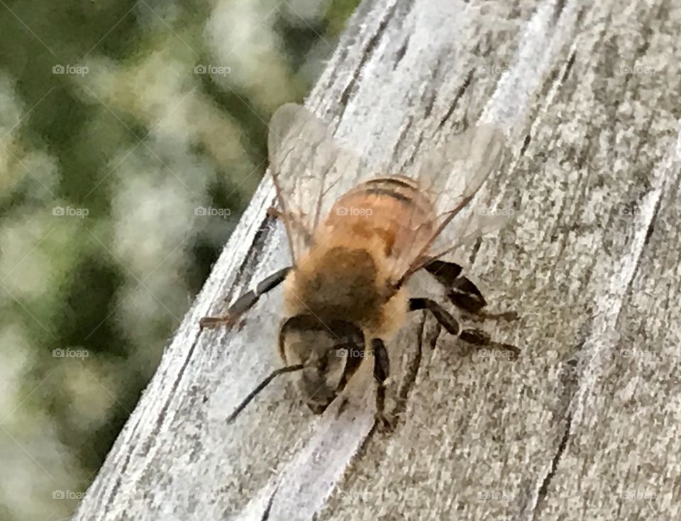 Bee on wooden railing 1