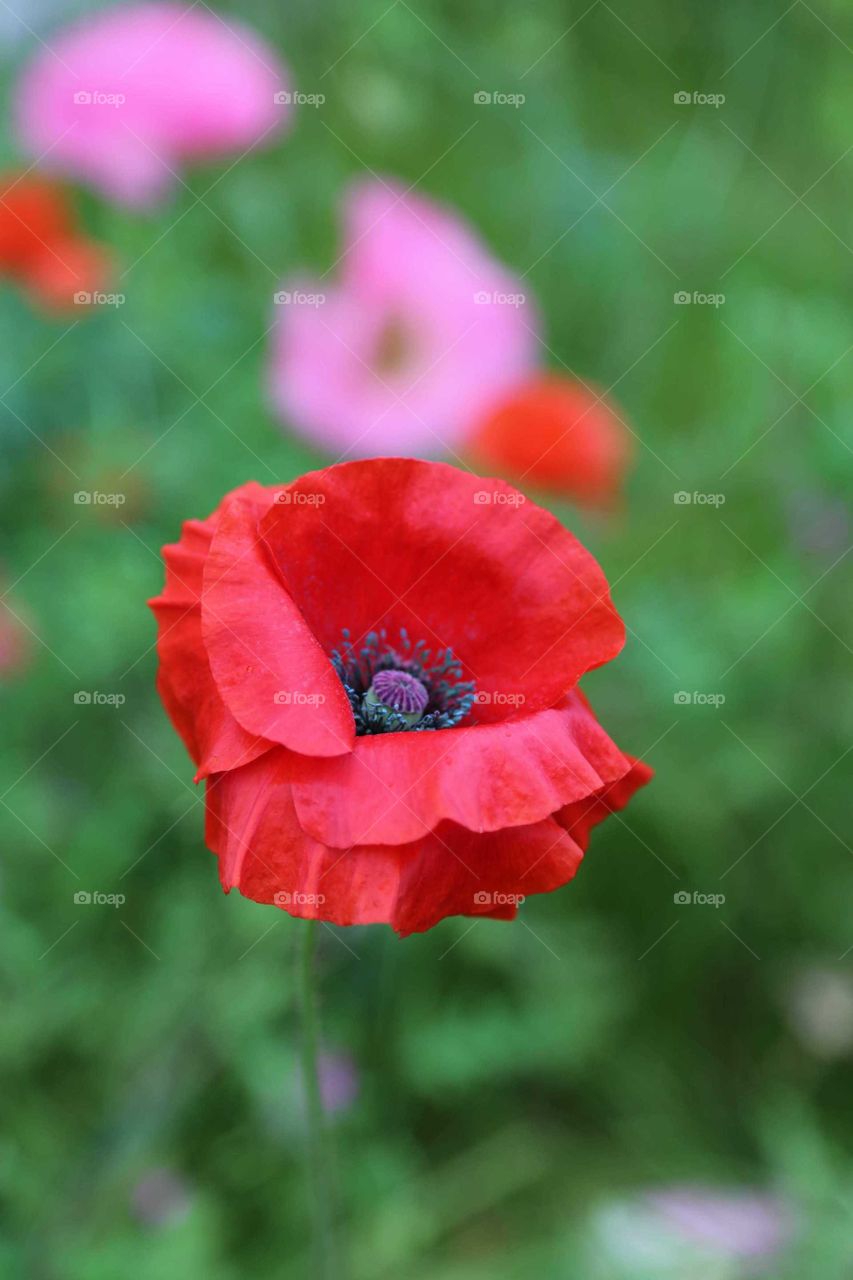 Red Poppy