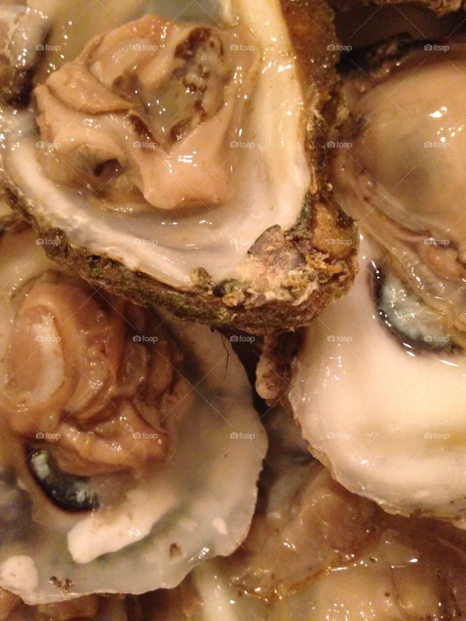 Oyster