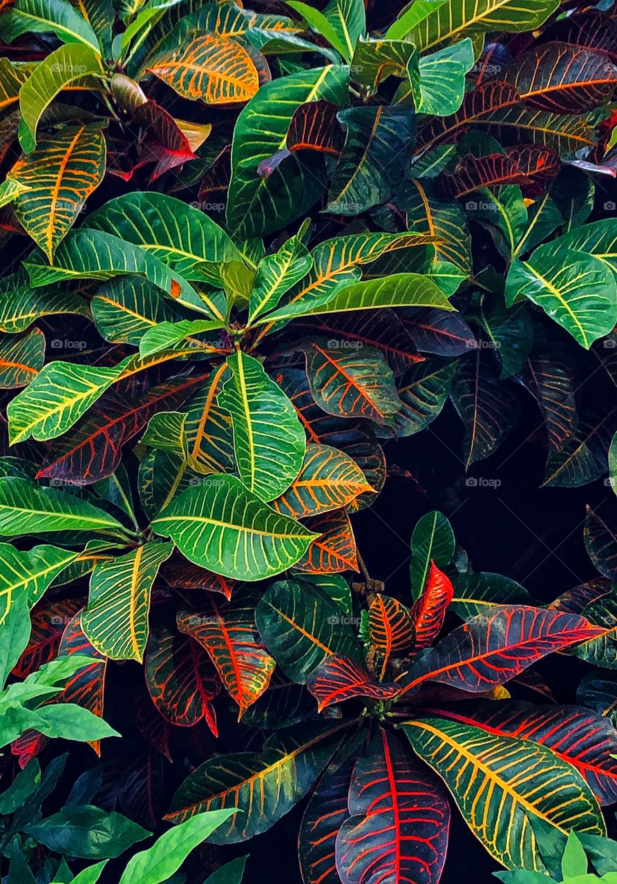 Beautiful multicolored plant—taken in Chicago, Illinois 