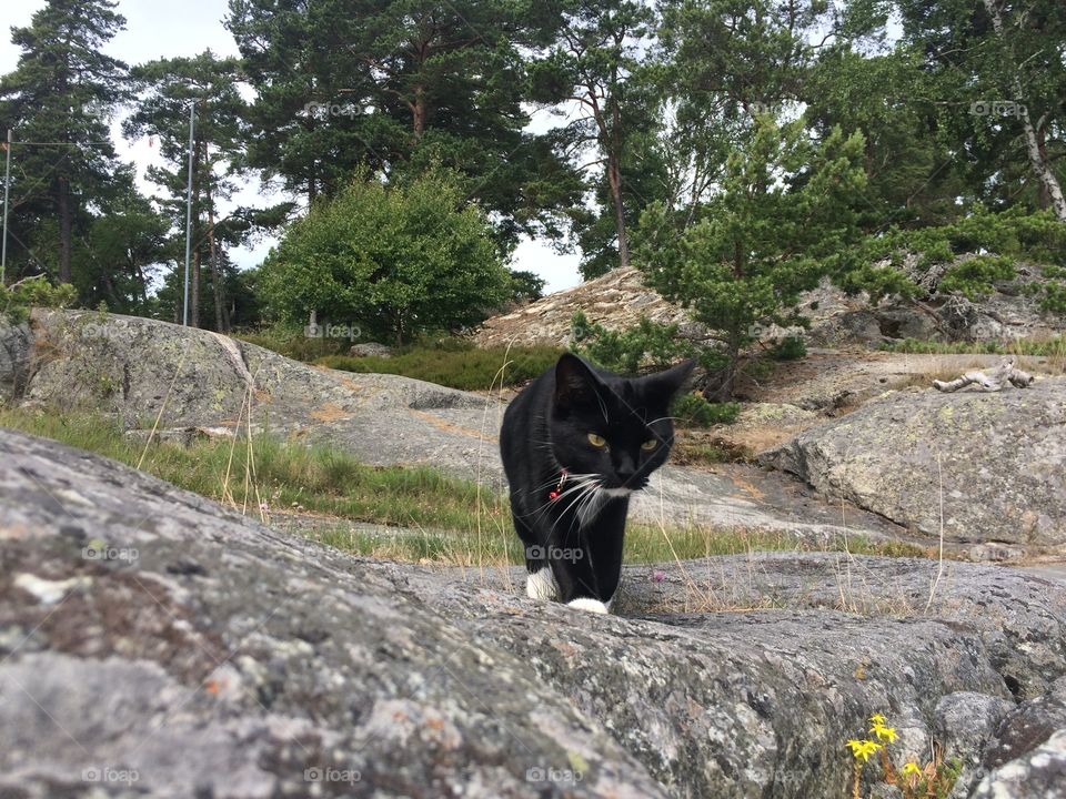 Cat on rock