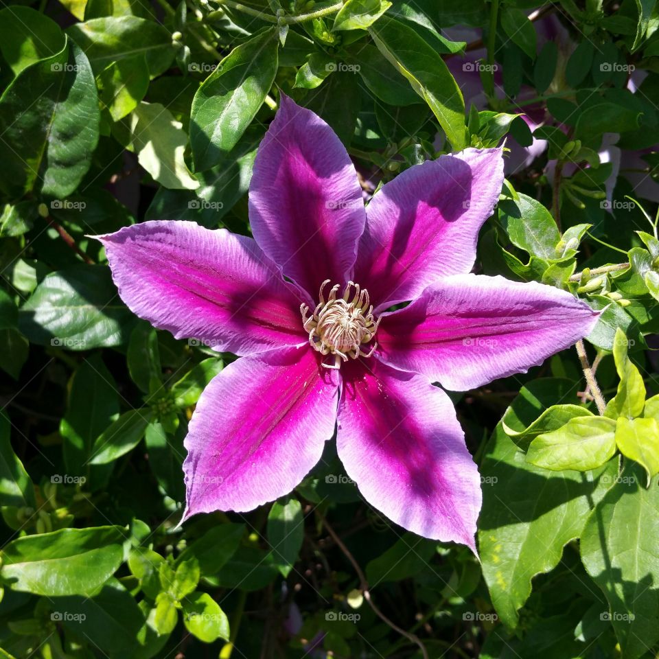 The Star Flower