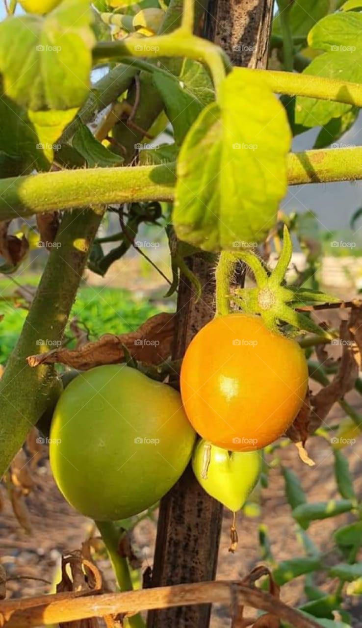 Tomato tree