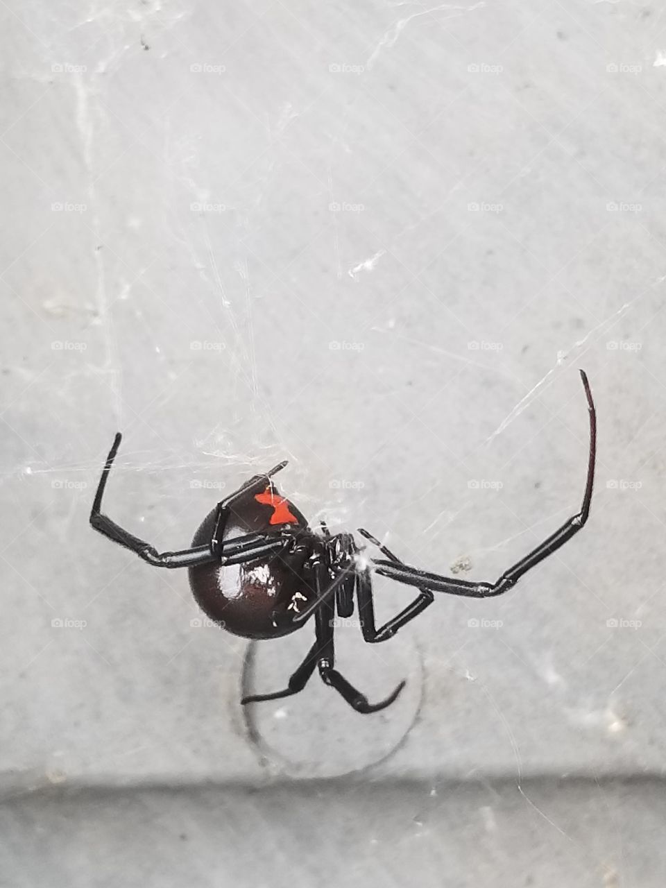 black widow