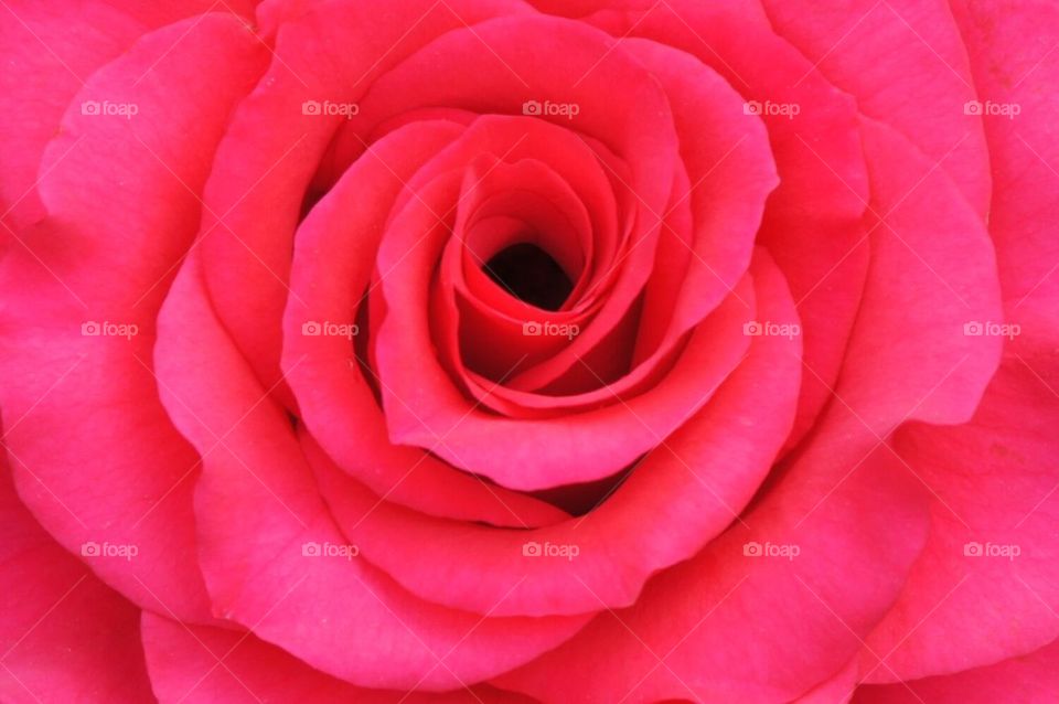 Red rose close up