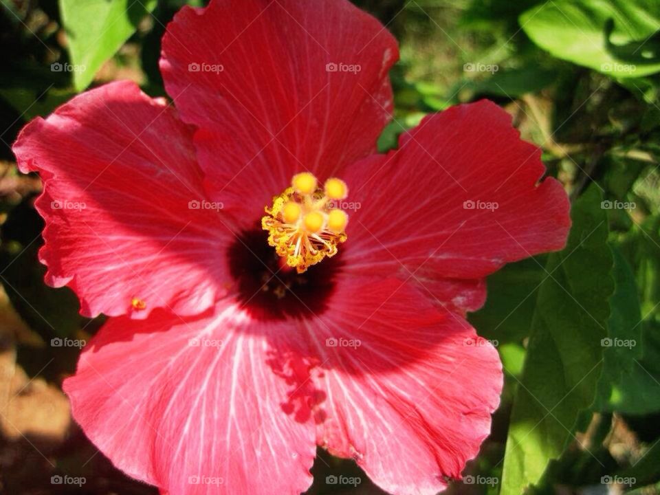 Hibiscus on the island 