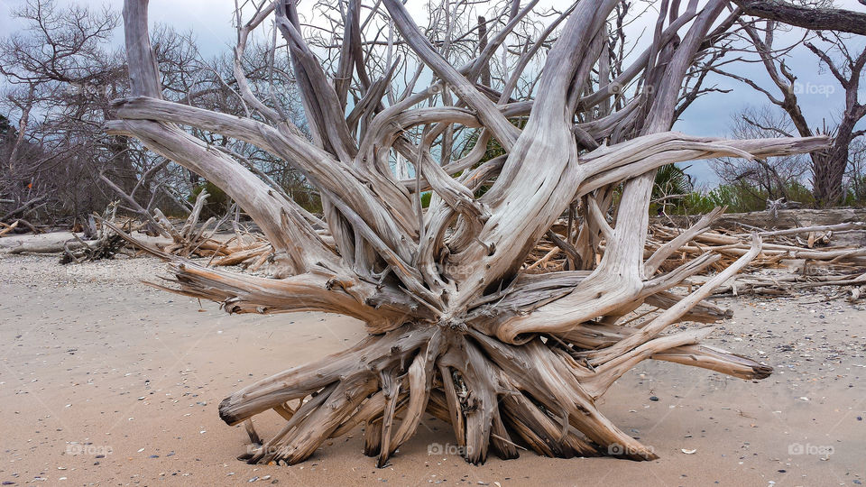 Botany Bay. A beautiful shot of one of the "bones" of the "Bone yard" on Botany Bay.