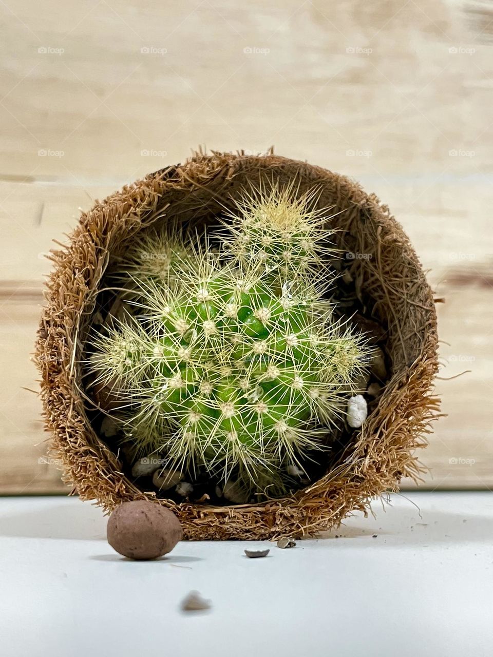 Round Cactus in round coconut filament