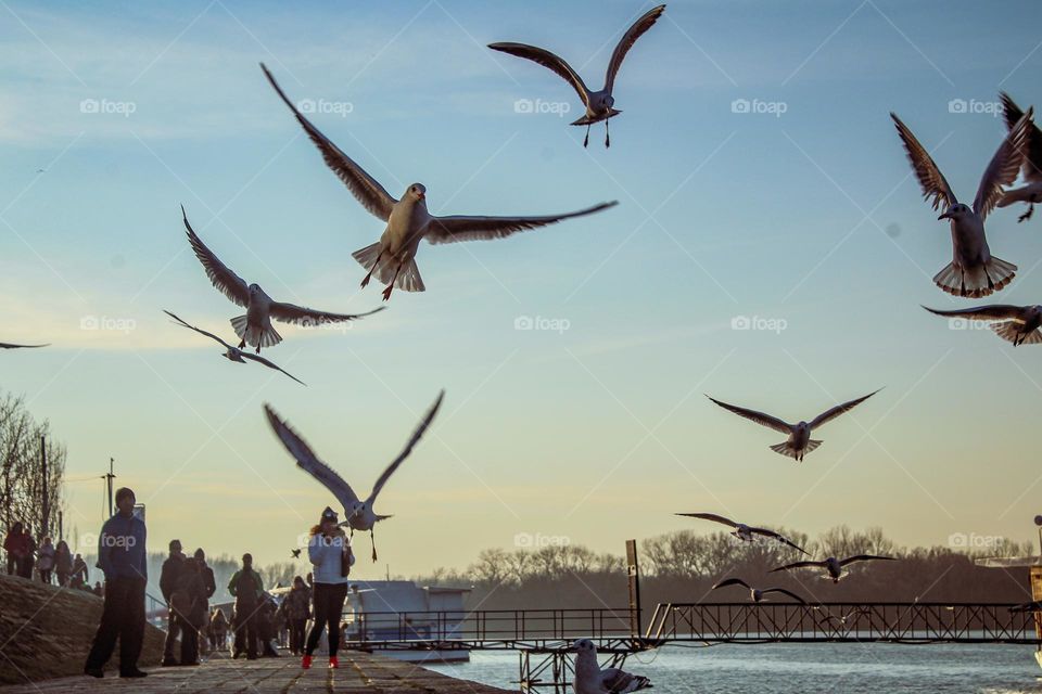 A flock of river gulls