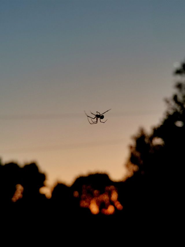 Spider