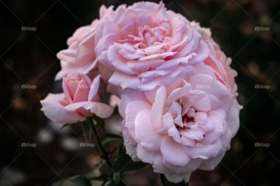 A pink roses