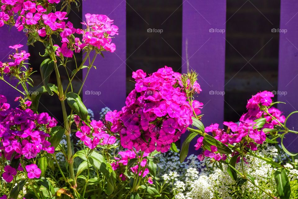 Pink flowers in formal garden